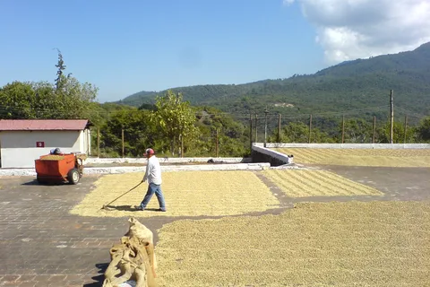 Bean-to-Spa: Coffee Plant and Thermal Relaxation Tour