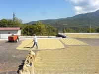 Haricot à spa, plante à café et visite de relaxation thermique - Housity