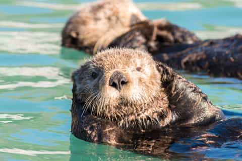 Seward: Kenai Fjords National Park 6-Hour Cruise
