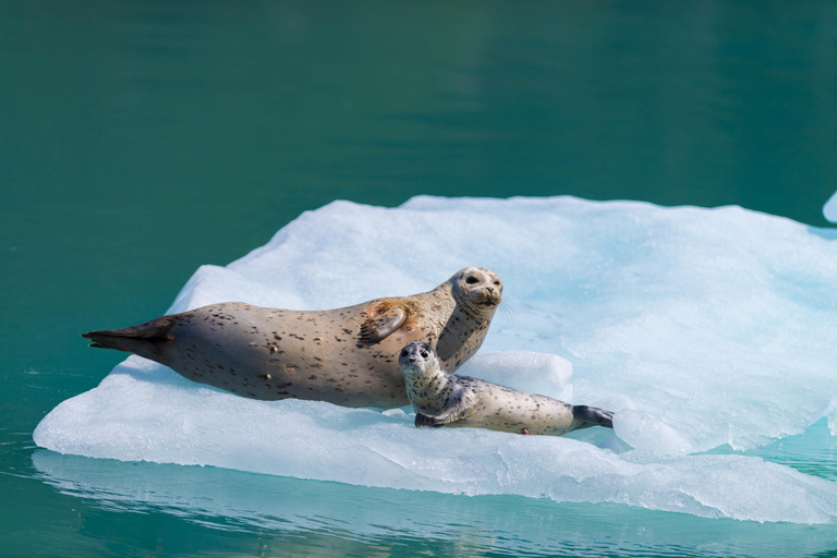 Seward: Kenai Fjords National Park Glacier Cruise w/ Lunch 8:00 AM Departure