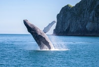 Seward, Kenai Fjords National Park 6-uur cruise - Housity