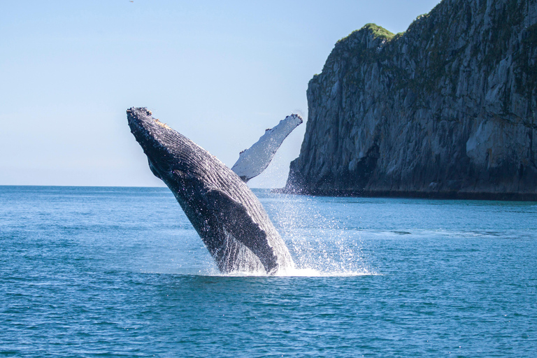 Seward: Kenai Fjords National Park Glacier Cruise w/ Lunch 8:00 AM Departure