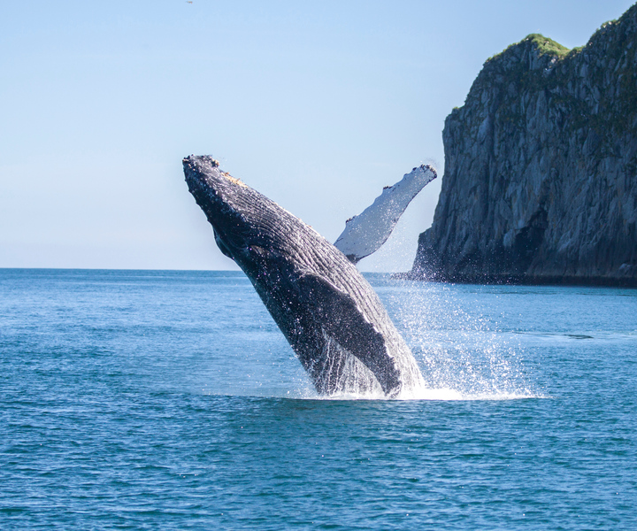 Seward: Park Narodowy Kenai Fjords 6-godzinny rejs