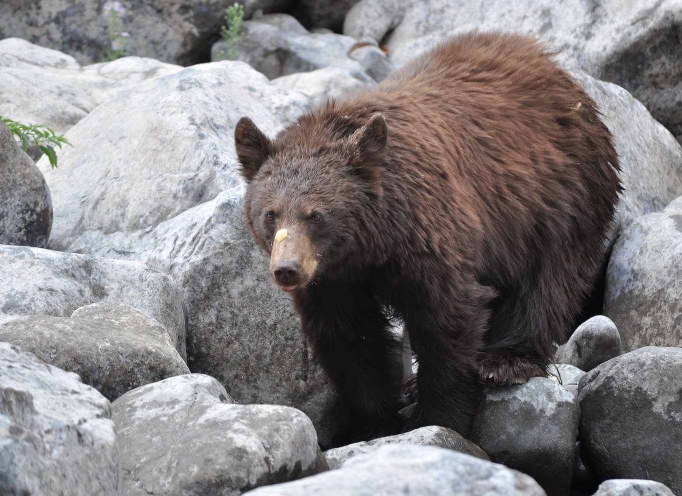 Hells Canyon: Yellow Jet bådtur til Kirkwood, Snake River