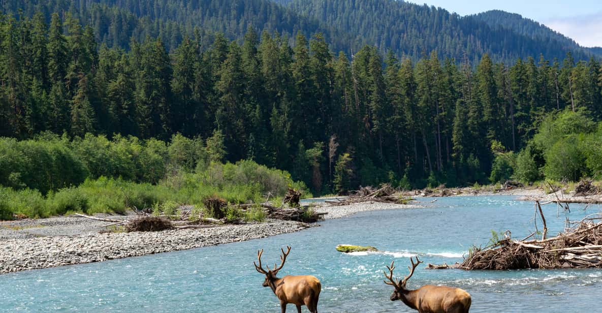 Seattle: Olympic National Park Small-Group Tour