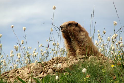 Seattle: Olympic National Park Small-Group Tour Seattle: Olympic National Park Small Group Tour
