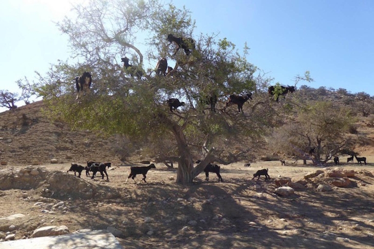 Agadir : visite Kasbah et chèvres dans les arbres