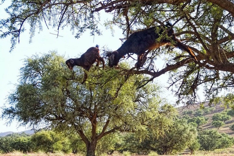 Agadir: Agadir Kasbah and Goats on Trees Half-Day Trip