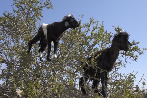 Agadir: Agadir Kasbah i kozy na drzewach Half-Day Trip