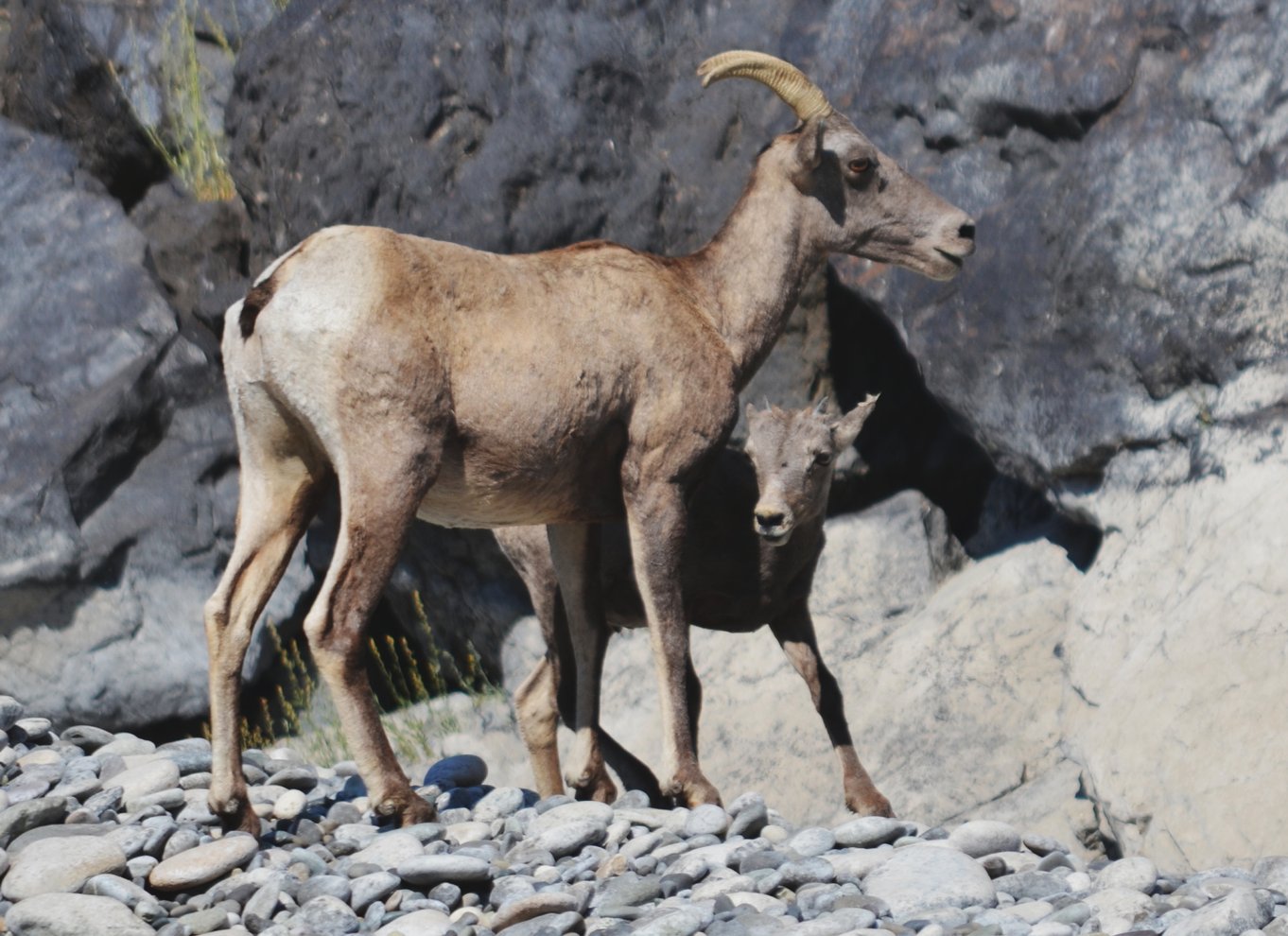 Hells Canyon: Yellow Jet bådtur til Kirkwood, Snake River