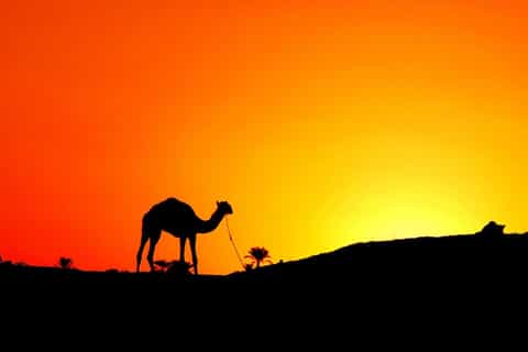 Agadir: Camel or Horse Ride at Sunset