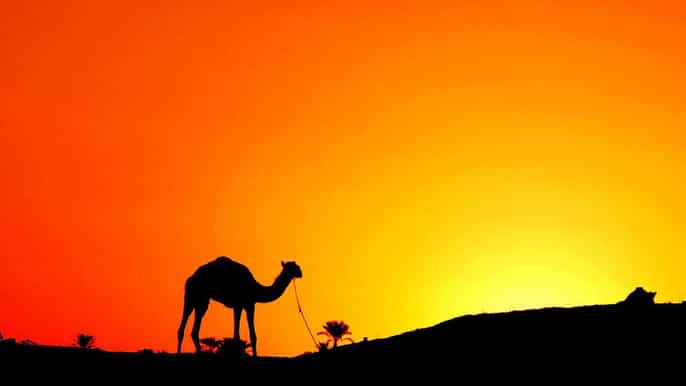agadir camel or horse ride at sunset