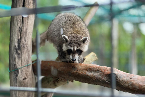 Penang Village Fun: Congkak Game, Local Treat & Petting Zoo