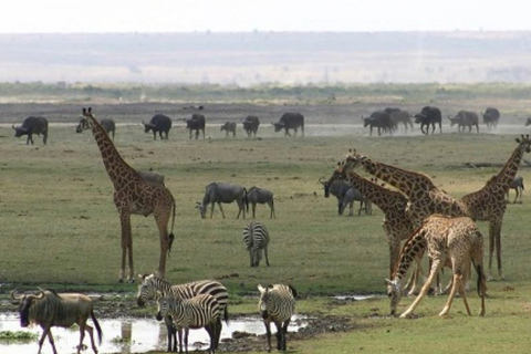 Quênia: 6 dias de Amboseli, Tsavo Oeste e Leste