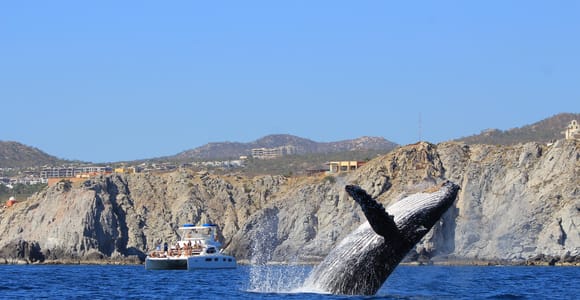 Cabo San Lucas: Luxury Catamaran Whale Watching Experience