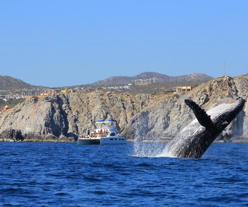 Cabo San Lucas: Luxury Catamaran Whale Watching Experience
