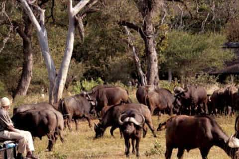 Hluhluwe–iMfolozi Park, Hlabisa - Book Tickets & Tours | GetYourGuide