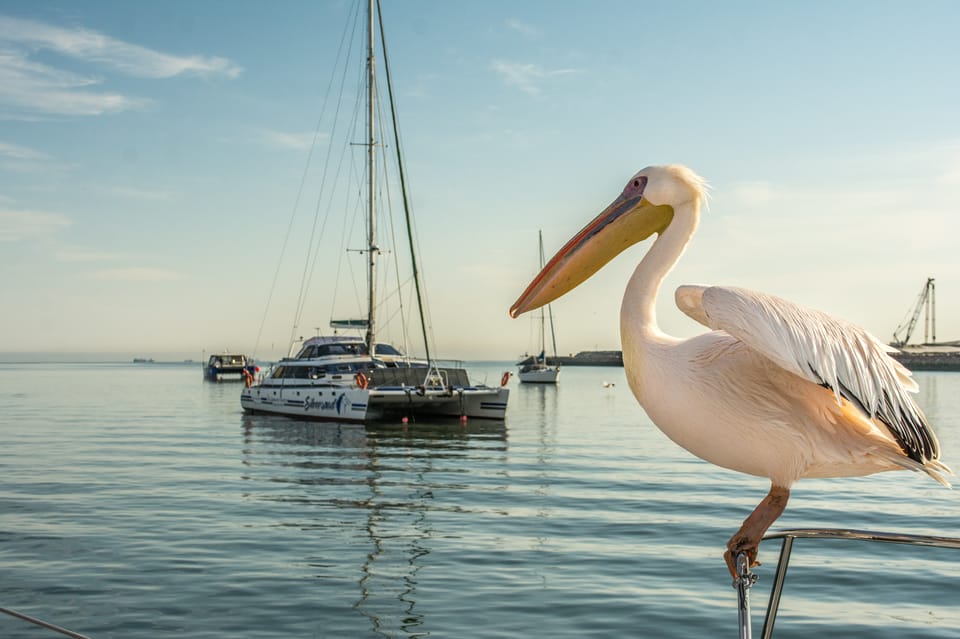 catamaran cruises walvis bay