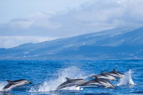 Sao Miguel: Western Tour with Whale Watching and Lunch