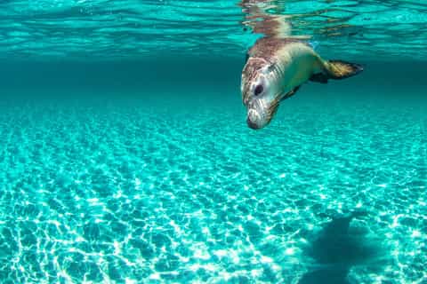 Carnac Island: Catamaran Sailing in a Class A Nature Reserve