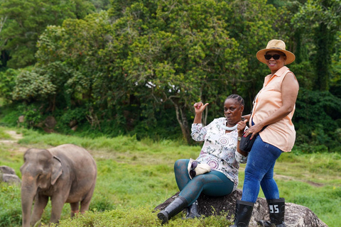 Phuket: Walk and Feed Ethical Elephant Nature Park Tour