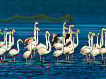 From Costa Dorada: Peñíscola and Ebro Delta Sightseeing Tour