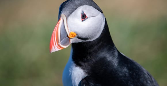 Westman Islands World's Largest Puffin Colony & Volcano Tour