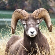 From Jasper: Jasper National Park Wildlife Discovery Tour | GetYourGuide