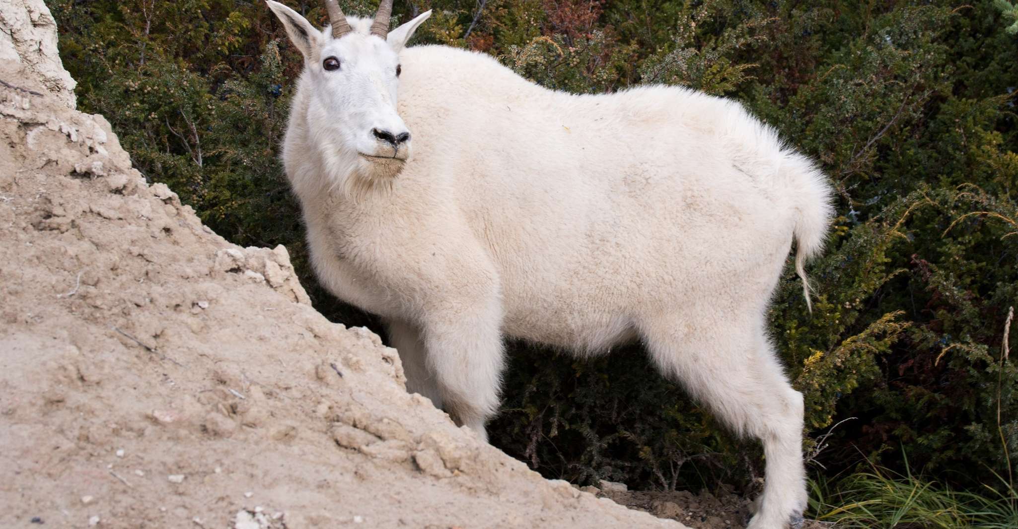 From Jasper, Jasper National Park Wildlife Discovery Tour - SuiteTrails