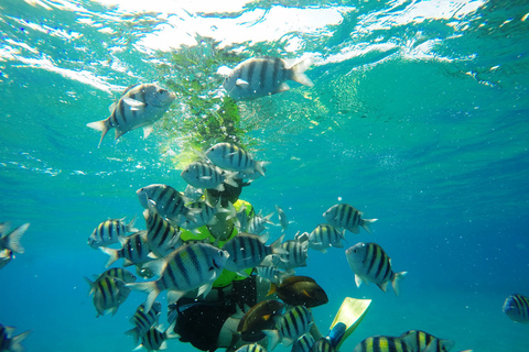 Excursión de snorkel y día de playa en Sosua