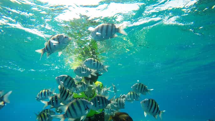 snorkeling tour sosua beach day