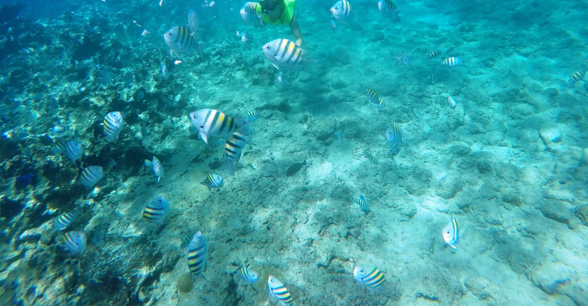 Snorkeling Tour & Sosua Beach Day - Housity