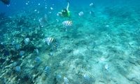 Tour di snorkeling e Sosua Beach Day - Housity