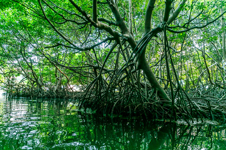 Kayak de nuit dans la baie bioluminescente de Laguna Grande