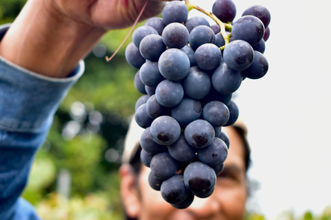 Quito: Halbtägige Tour durch hochgelegene Weinberge und Weinverkostung