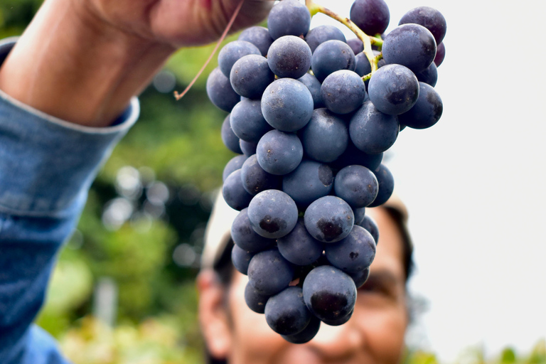 Quito: Passeio de meio dia a vinhedos de altitude e degustação de vinhos