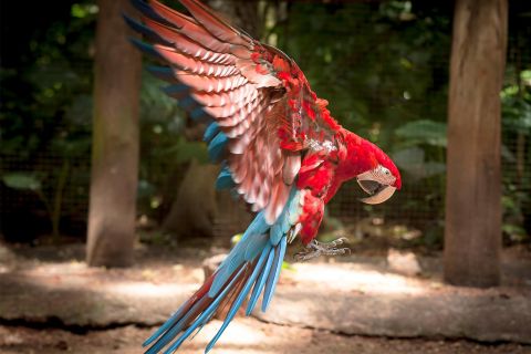 From Puerto Iguazú: Brazilian Bird Park Tour with Tickets