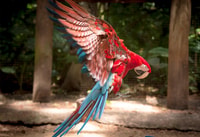 Depuis Puerto Iguazú, visite du parc d'oiseaux brésilien avec billets - Hizvo