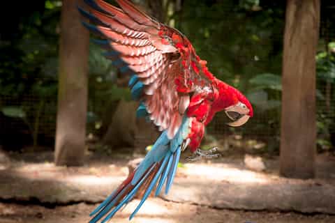 from puerto iguazú brazilian bird park tour with tickets