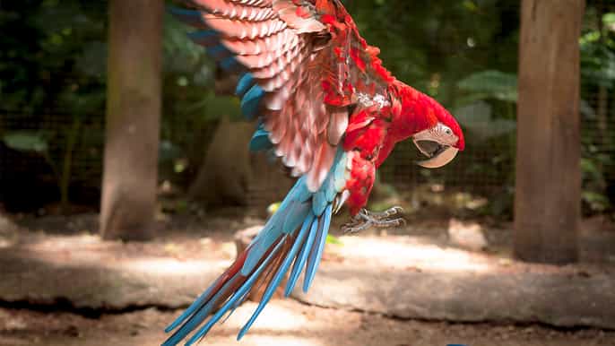 de puerto iguazú excursão parque das aves c/ ingressos