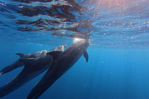 Alcudia: Obserwowanie delfinów o wschodzie słońca z łodzi motorowej