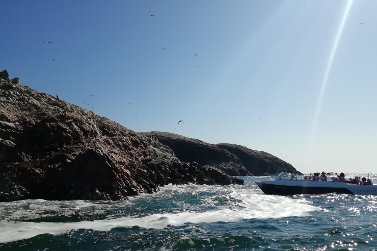 Z Limy: wyspy Ballestas, rezerwat Paracas i zwiedzanie muzeum