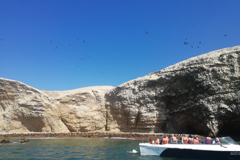 Depuis Lima : réserve de Paracas, îles Ballestas et musée