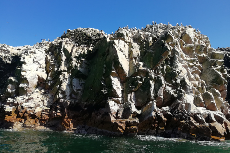 Depuis Lima : réserve de Paracas, îles Ballestas et musée