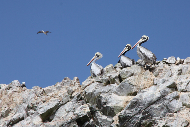 Depuis Lima : réserve de Paracas, îles Ballestas et musée