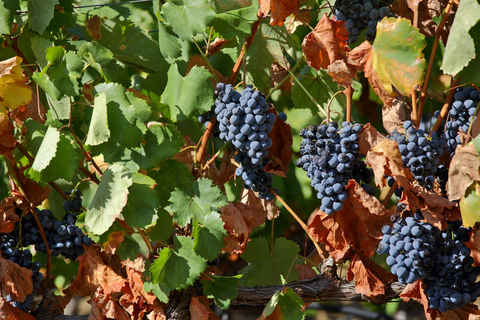 Porto: Dourodalens vinresa