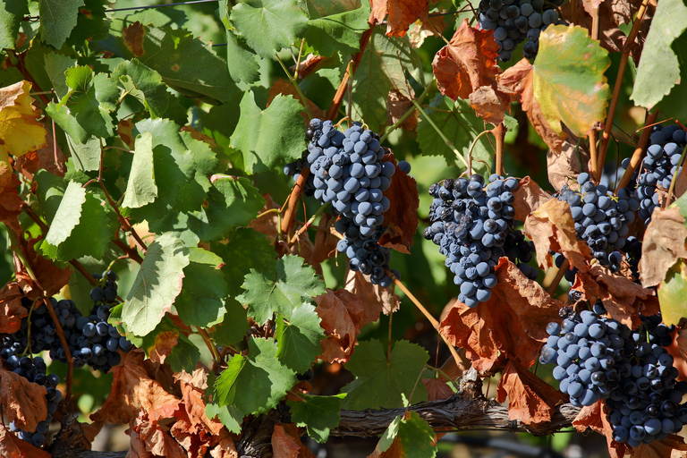 Porto: wycieczka po winnicach w Dolinie Duero