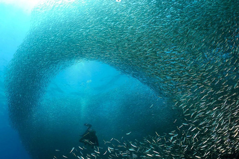 Cebu: Tour di snorkeling delle sardine e delle tartarughe di MoalboalTour di snorkeling con sardine e tartarughe a Moalboal