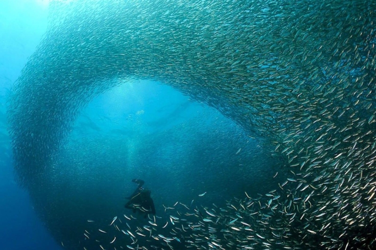 Cebu: natación moalboal con sardinas y avistamiento de delfinesSolo tour