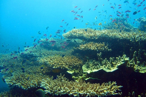 Cebu: natación moalboal con sardinas y avistamiento de delfinesSolo tour